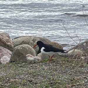 Eurasian Oystercatcher