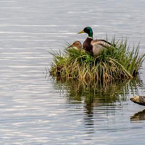 Mallard