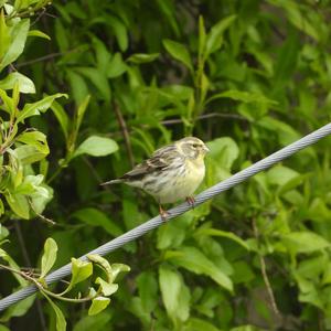 European Serin