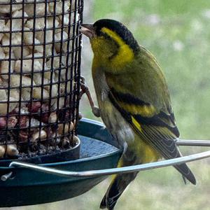 Eurasian Siskin