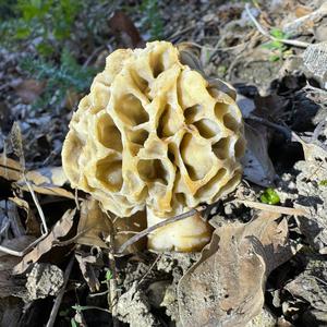 Yellow Morel