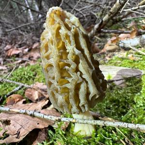 Black Morel