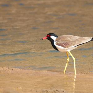 Red-wattled Lapwing