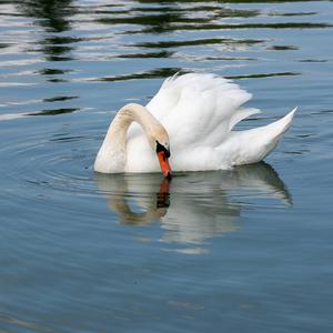 Mute Swan