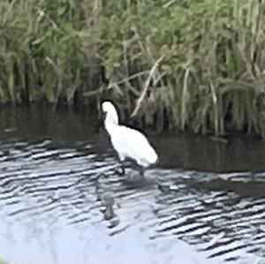 Eurasian Spoonbill