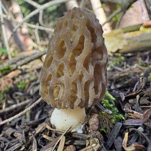 Black Morel