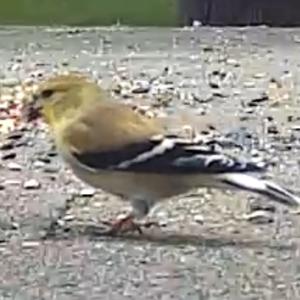 American Goldfinch