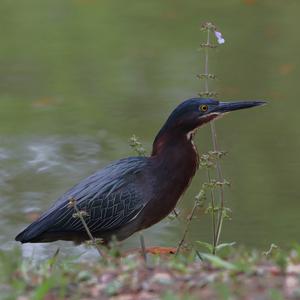 Grünreiher