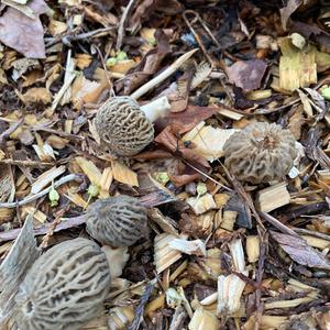 Yellow Morel