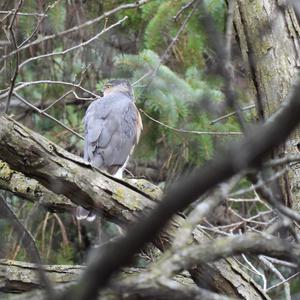 Cooper's Hawk