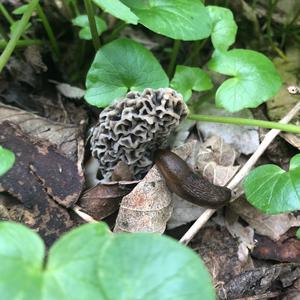 Black Morel