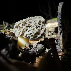 Yellow Morel