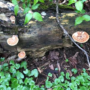 Dryad`s Saddle