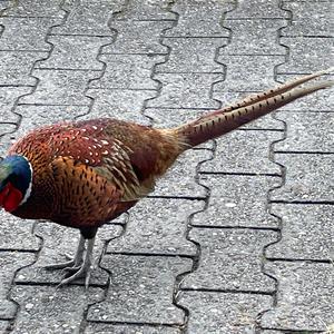 Common Pheasant