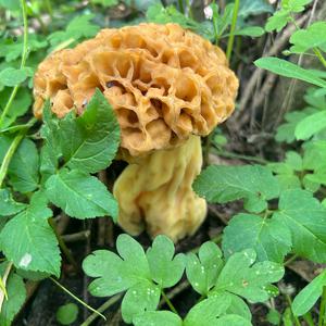 Yellow Morel