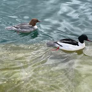 Common Merganser