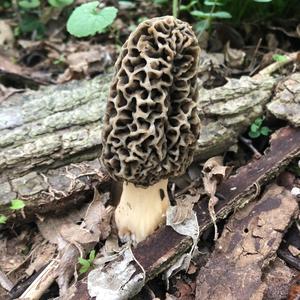 Black Morel