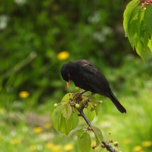 Eurasian Blackbird