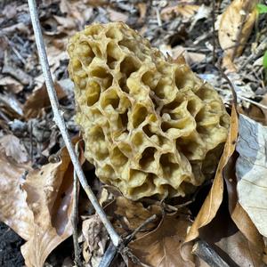 Yellow Morel