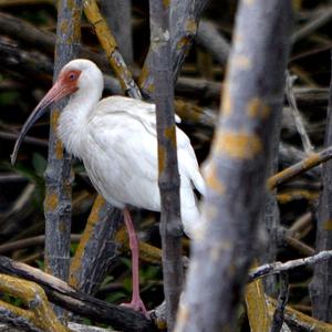 White Ibis