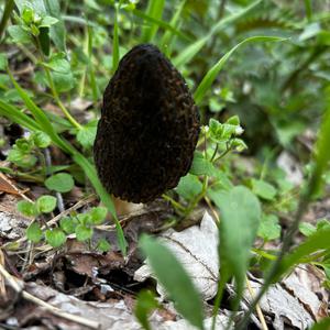 Black Morel