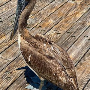 Brown Pelican