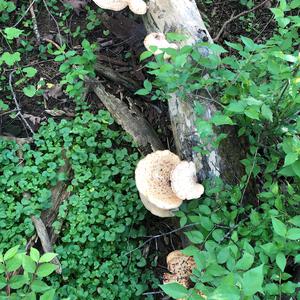 Dryad`s Saddle