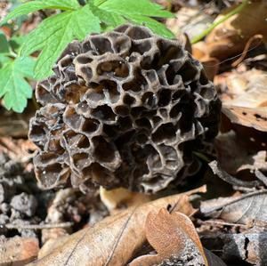 Yellow Morel