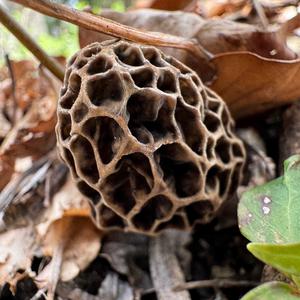 Yellow Morel