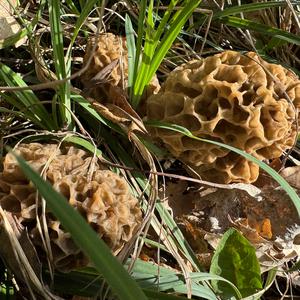 Yellow Morel