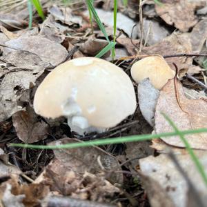 St George`s Mushroom