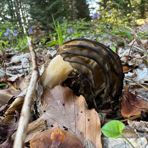 Black Morel