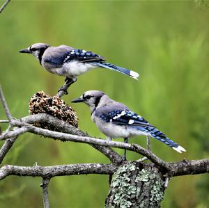 Blue Jay