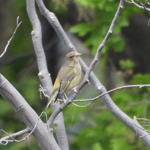 European Greenfinch