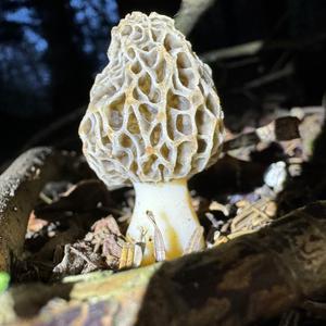 Yellow Morel