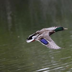 Mallard