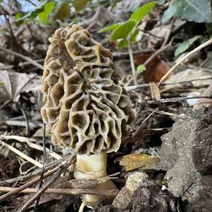 Yellow Morel