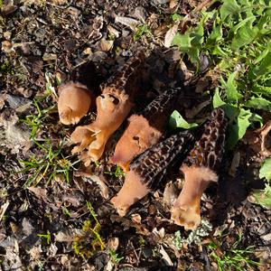 Black Morel