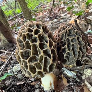 Yellow Morel