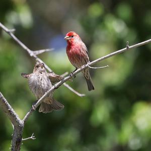 House Finch