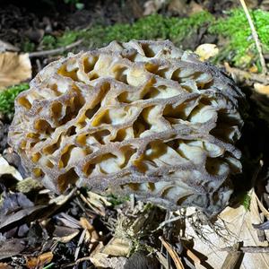 Black Morel