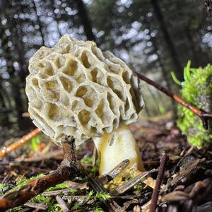 Yellow Morel