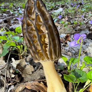 Black Morel