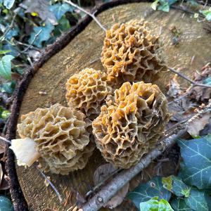 Yellow Morel