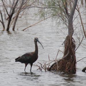 Glossy Ibis