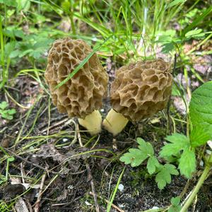 Yellow Morel