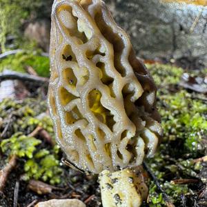 Black Morel