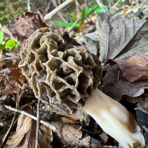 Yellow Morel