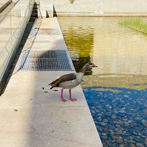 Egyptian Goose