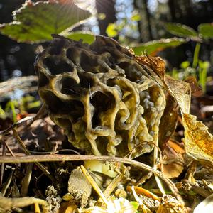 Yellow Morel